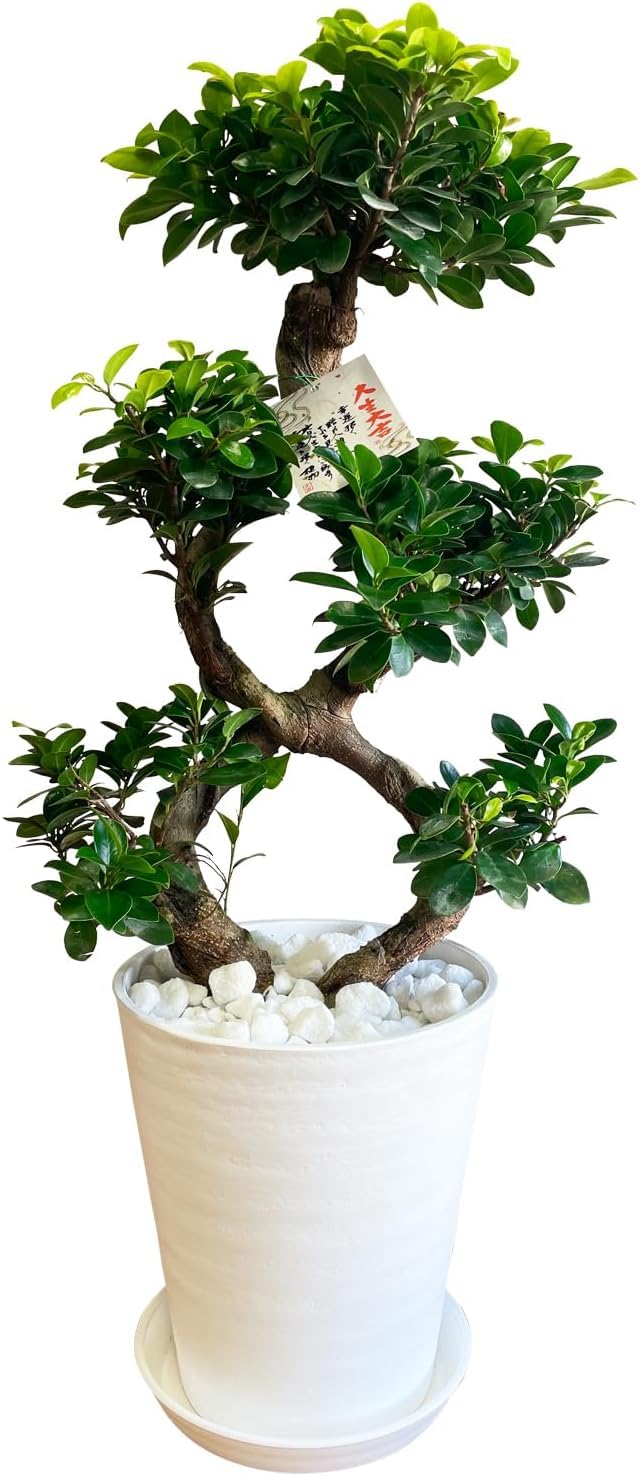 Amazon｜花のギフト社 ガジュマル 8の字 大型 大きい 観葉植物 本物